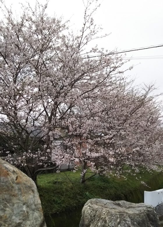 松山も桜が満開です!画像