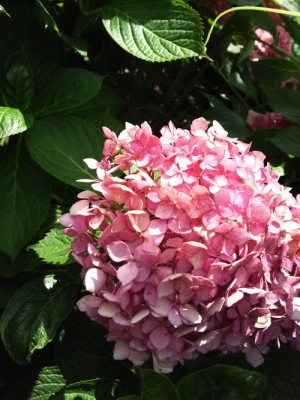 夏が来ました!画像